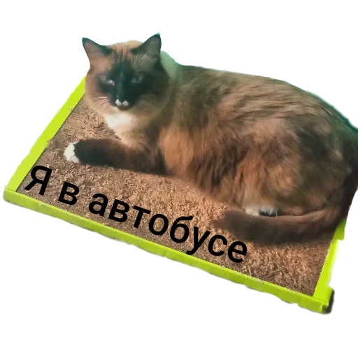 🐱 Стикер «Кот Белик» для Telegram