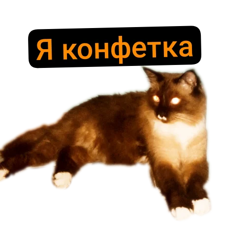 🐱 Стикер «Кот Белик» для Telegram