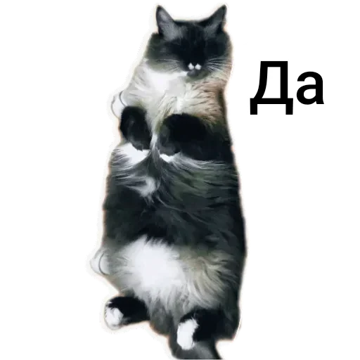😴 Стикер «Кот Белик» для Telegram