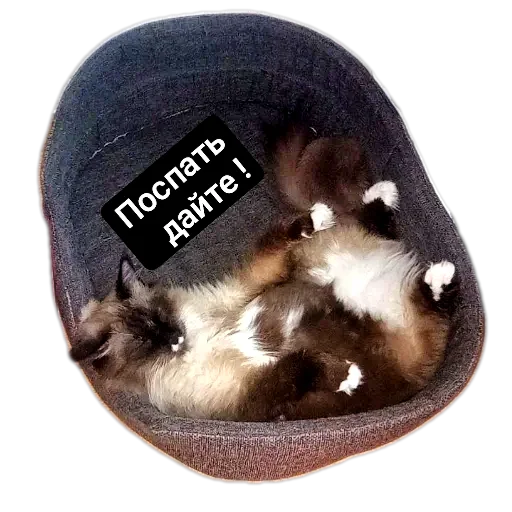 🐱 Стикер «Кот Белик» для Telegram