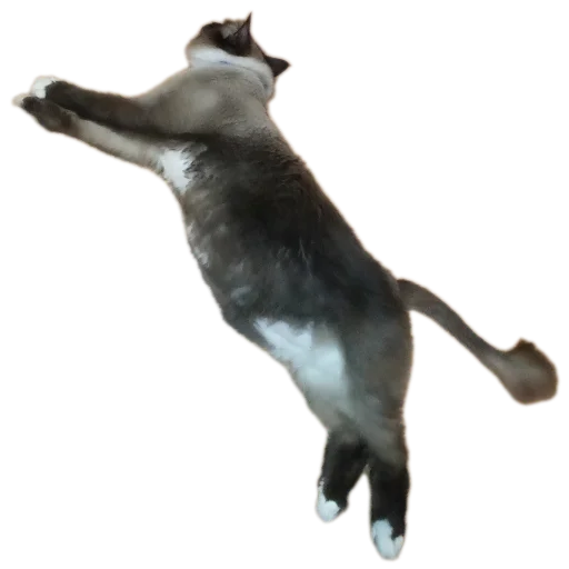 🐱 Стикер «Кот Белик» для Telegram