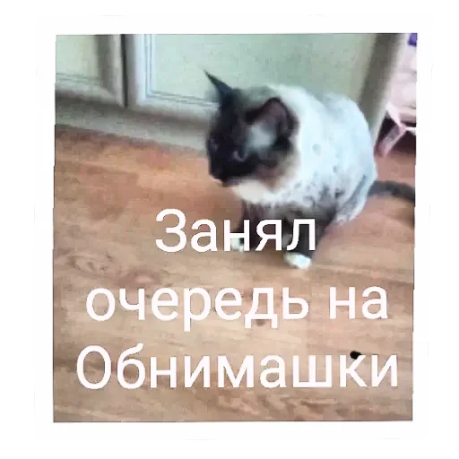 🐱 Стикер «Кот Белик» для Telegram