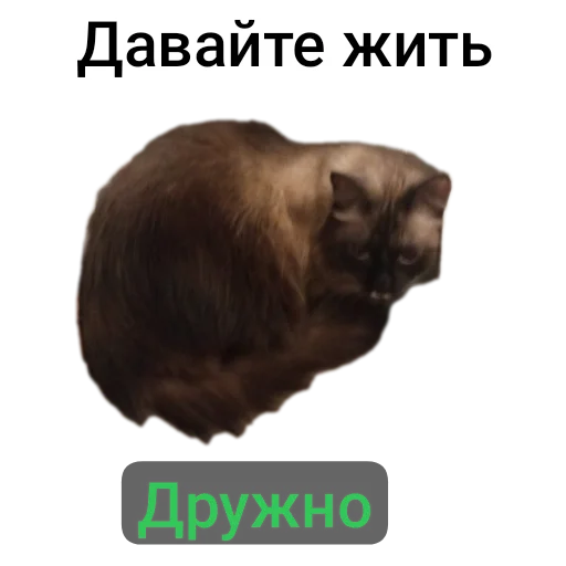🐱 Стикер «Кот Белик» для Telegram