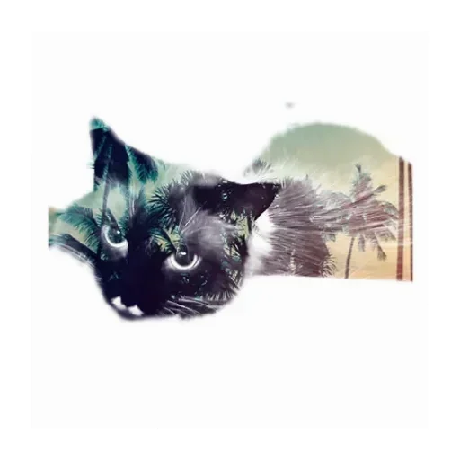 🌴 Стикер «Кот Белик» для Telegram