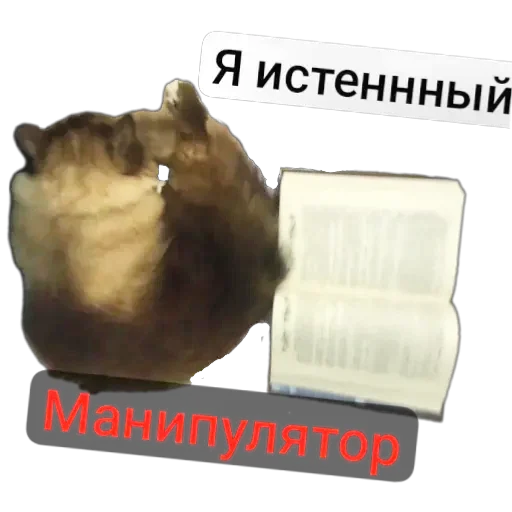 🐱 Стикер «Кот Белик» для Telegram