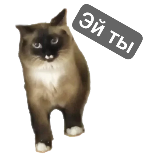 🐱 Стикер «Кот Белик» для Telegram