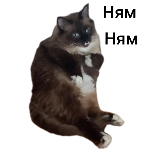 🐱 Стикер «Кот Белик» для Telegram