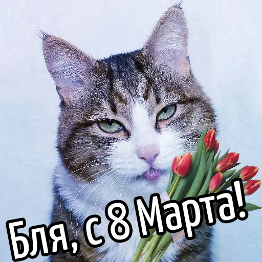 Стикерпак Кот "Бля" ? для Telegram