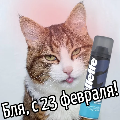 🧦 Стикер «Кот "Бля" ?» для Telegram
