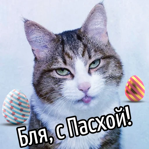 🥚 Стикер «Кот "Бля" ?» для Telegram