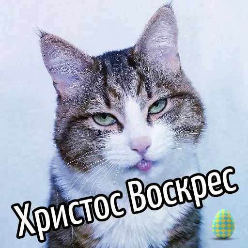 🥚 Стикер «Кот "Бля" ?» для Telegram