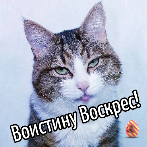 🥚 Стикер «Кот "Бля" ?» для Telegram