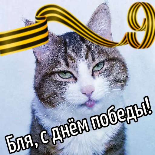 🥀 Стикер «Кот "Бля" ?» для Telegram