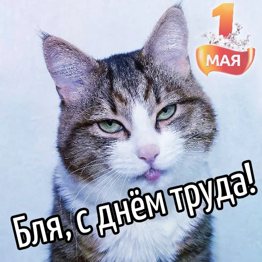 🛠 Стикер «Кот "Бля" ?» для Telegram