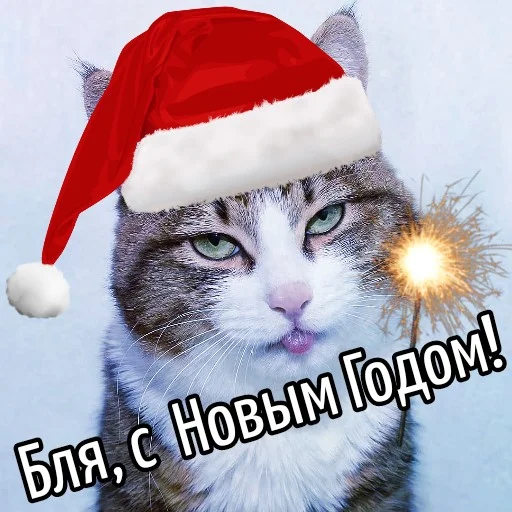 🎅 Стикер «Кот "Бля" ?» для Telegram