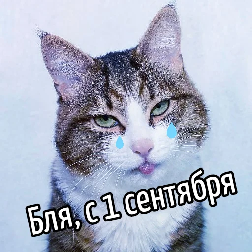 📚 Стикер «Кот "Бля" ?» для Telegram