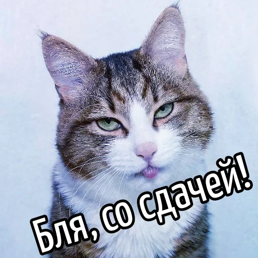 🎫 Стикер «Кот "Бля" ?» для Telegram