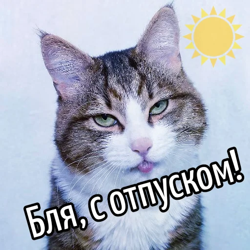 ☀ Стикер «Кот "Бля" ?» для Telegram