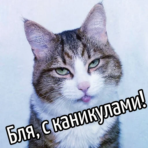 🤓 Стикер «Кот "Бля" ?» для Telegram
