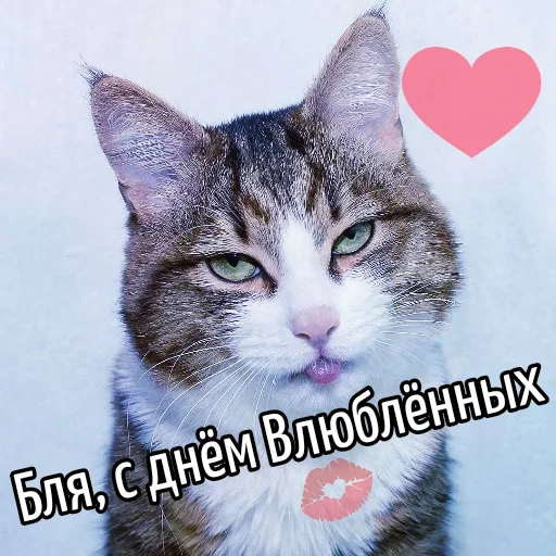 ❤️ Стикер «Кот "Бля" ?» для Telegram