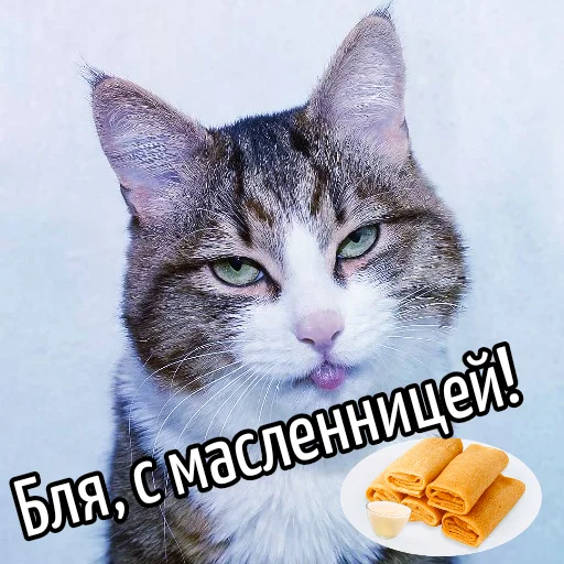 🥞 Стикер «Кот "Бля" ?» для Telegram