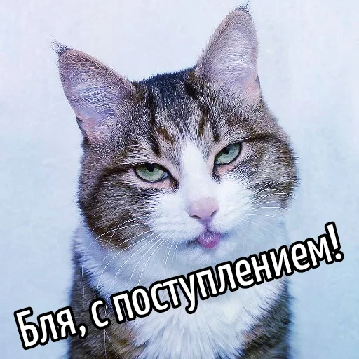 🙌 Стикер «Кот "Бля" ?» для Telegram