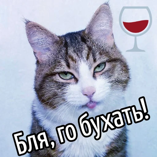 🍻 Стикер «Кот "Бля" ?» для Telegram
