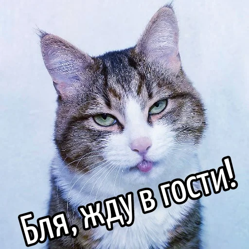 🚶 Стикер «Кот "Бля" ?» для Telegram