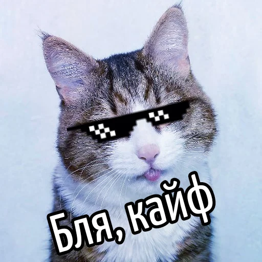 😎 Стикер «Кот "Бля" ?» для Telegram
