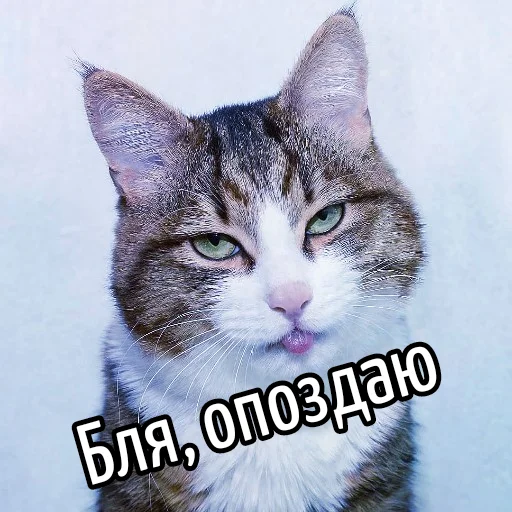 🚶 Стикер «Кот "Бля" ?» для Telegram