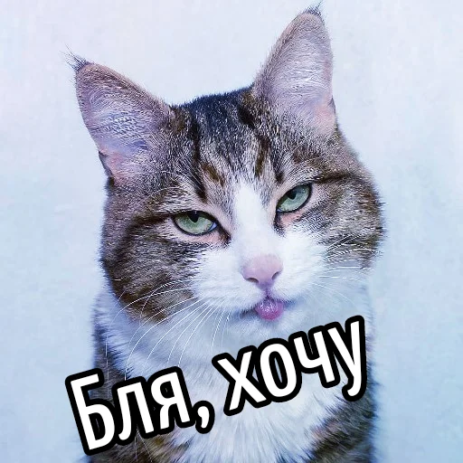 😉 Стикер «Кот "Бля" ?» для Telegram