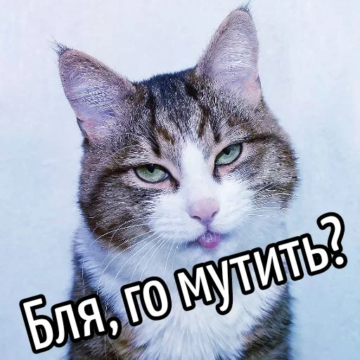 ❤️ Стикер «Кот "Бля" ?» для Telegram