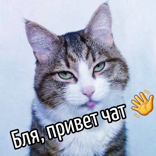 👋 Стикер «Кот "Бля" ?» для Telegram