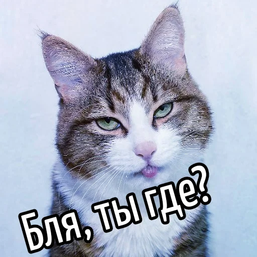 🗺 Стикер «Кот "Бля" ?» для Telegram
