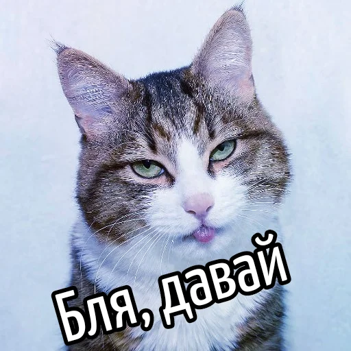 👍 Стикер «Кот "Бля" ?» для Telegram