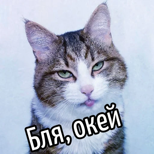 👌 Стикер «Кот "Бля" ?» для Telegram