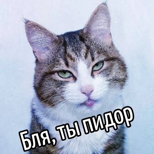 👬 Стикер «Кот "Бля" ?» для Telegram