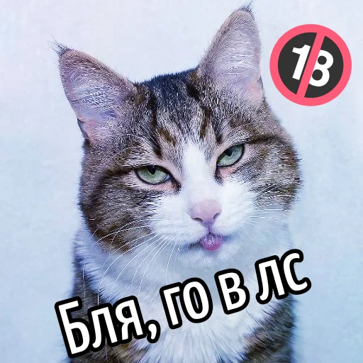 🔞 Стикер «Кот "Бля" ?» для Telegram