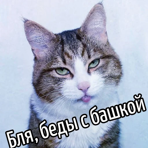 🤕 Стикер «Кот "Бля" ?» для Telegram