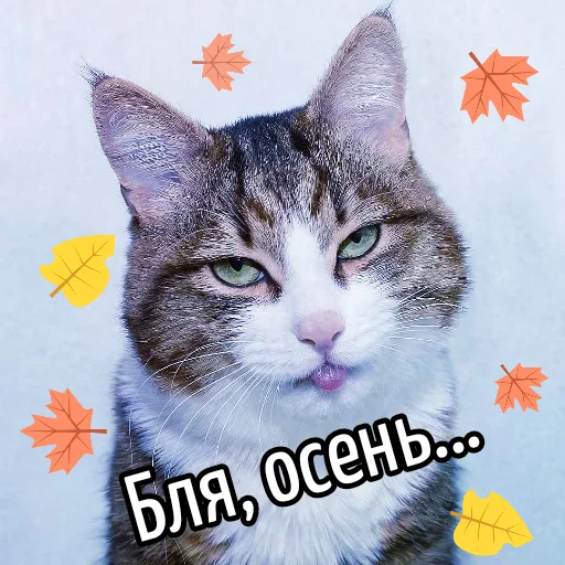 🍁 Стикер «Кот "Бля" ?» для Telegram