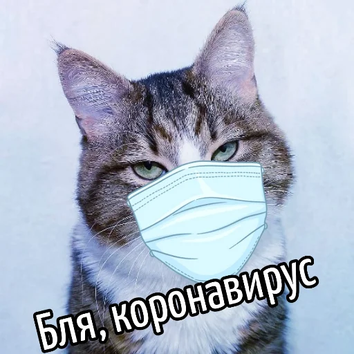 🦠 Стикер «Кот "Бля" ?» для Telegram