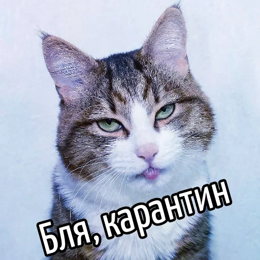 🦠 Стикер «Кот "Бля" ?» для Telegram