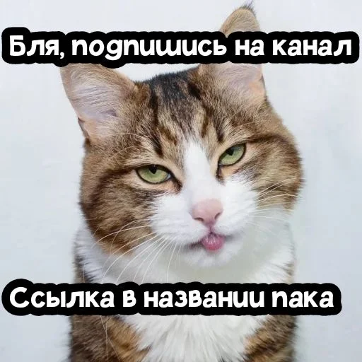 👍 Стикер «Кот "Бля" ?» для Telegram