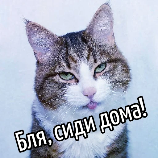 🦠 Стикер «Кот "Бля" ?» для Telegram