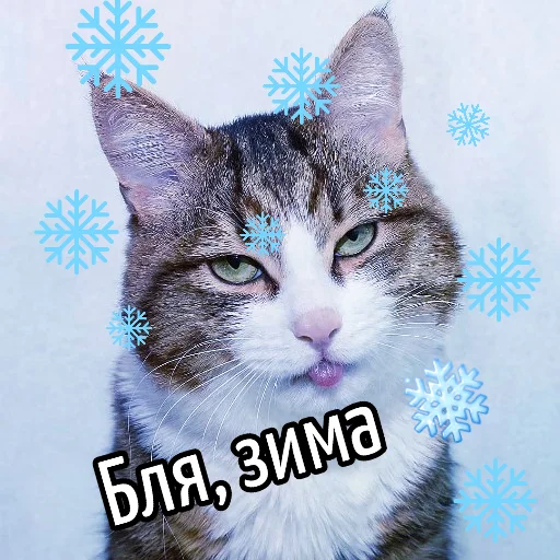 🌨 Стикер «Кот "Бля" ?» для Telegram