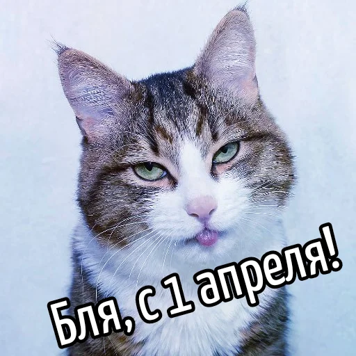 😂 Стикер «Кот "Бля" ?» для Telegram