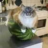 Обложка пака