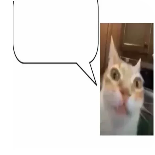 🤓 Стикер «Кот Нормас» для Telegram