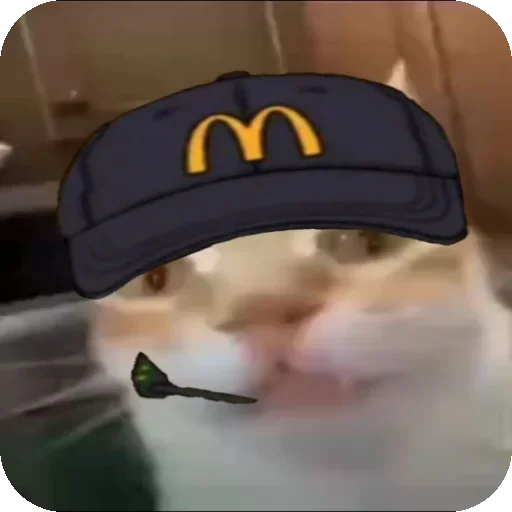 🍔 Стикер «Кот Нормас» для Telegram
