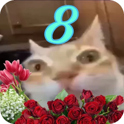 💐 Стикер «Кот Нормас» для Telegram